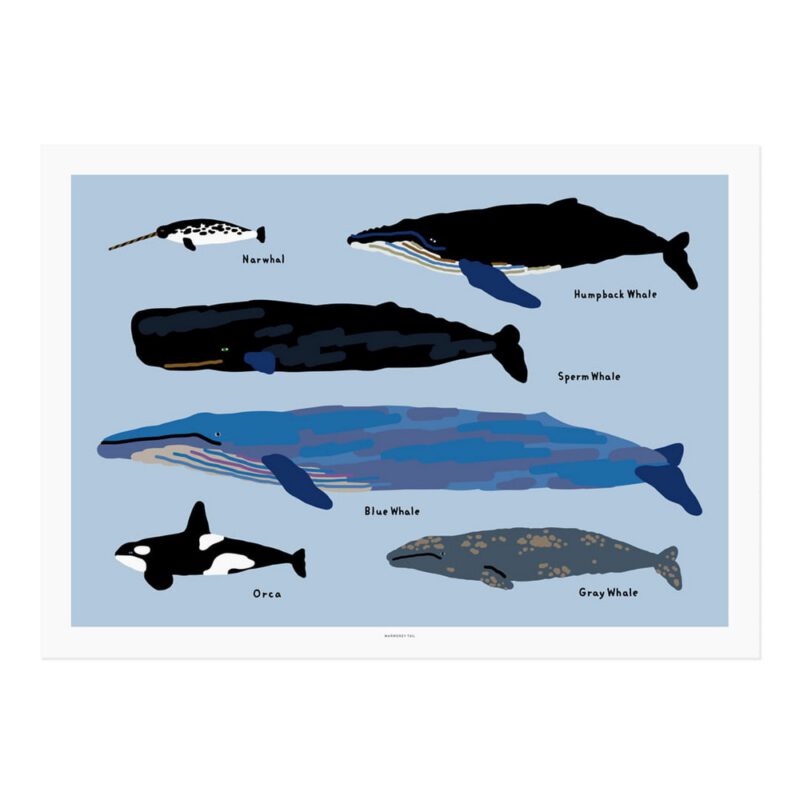 ArtPrint - Whales