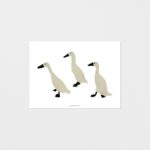 Postkarte - Indian Runner Duck