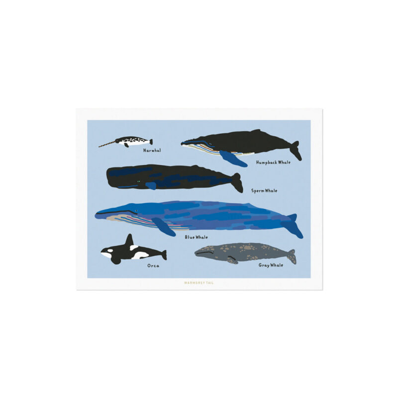 Postkarte - Whales