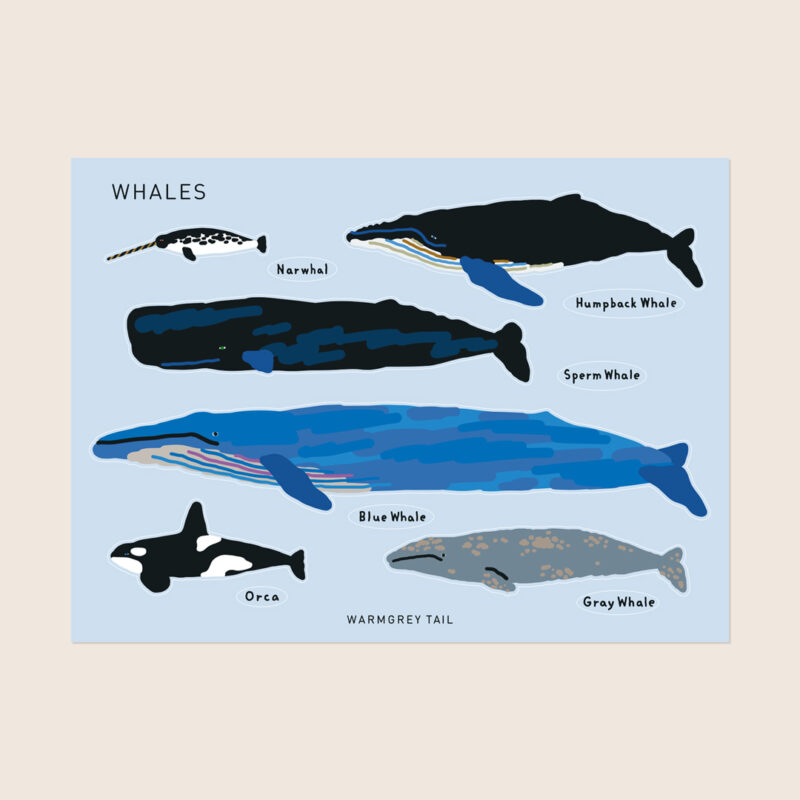 Sticker - Whales