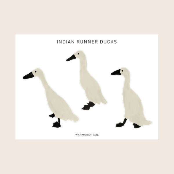 Sticker - Indian Runner Duck